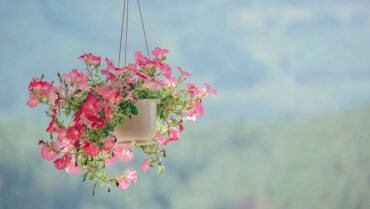 Flowering Plants