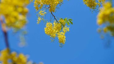 Flowering Trees