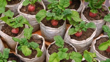 Grow Bags