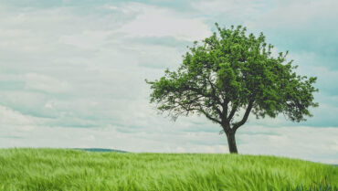 Shade Trees