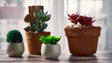 Succulents Plants