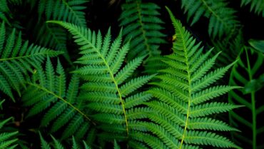 Fern Plants
