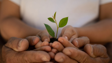 Plant Health Check