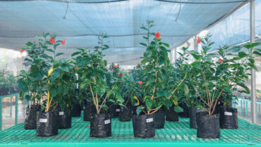 5,000+ Native and Imported Plants